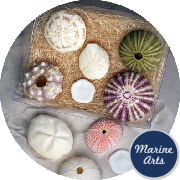 8072 - Sea Urchin - Assorted Pack